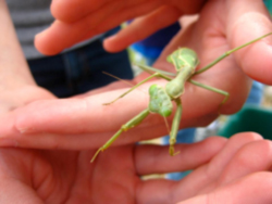 Stick insect