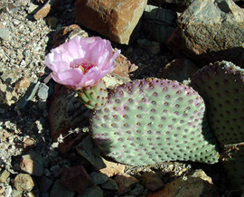 Beavertail Cactus