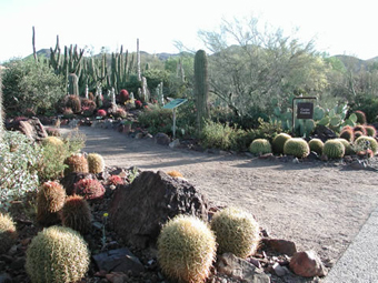 View of the entrance to the cactus garden