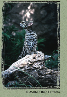 Ocelot