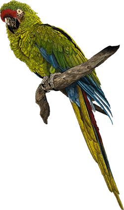 Military Macaw