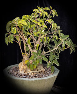 Image of rock fig in pot