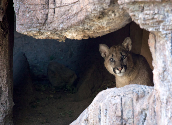 New Mountain Lion Cub peeking cautiously out from behind rocks in his new home