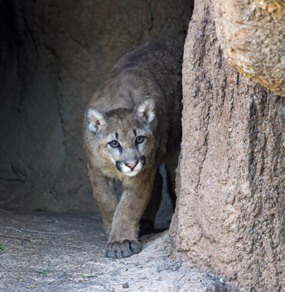 New Mountain Lion Cub walking cautiously out into his new home