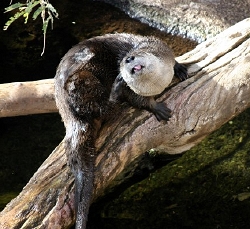 Otters