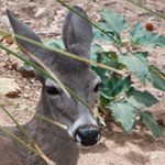 White Tailed Deer