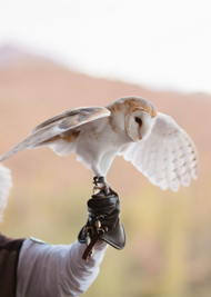 Photo of a Desert Experience Barn Owl
