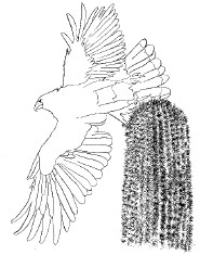 Small image of coloring raptor