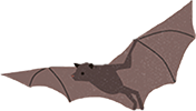 Bat