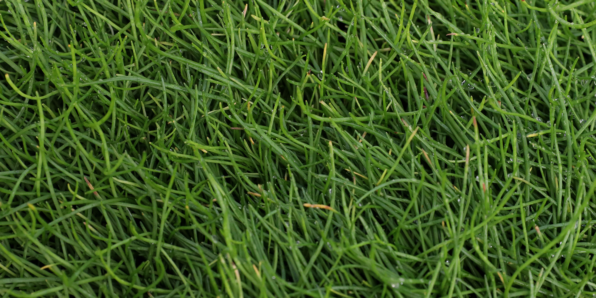 Huachuca water-umbel Photo