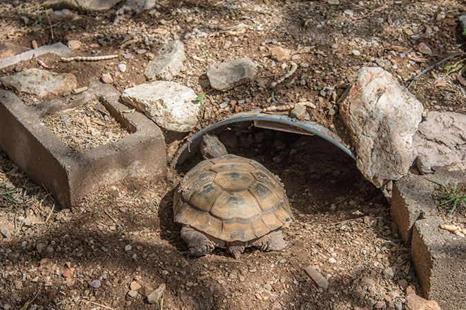 Desert Tortoise entering burrow