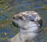 The otter pauses to tweet during her daily swim
