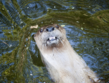 The otter smiles for the camera.