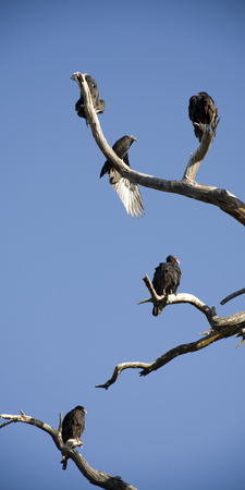 Five vultures sitting on the branches of a dead tree