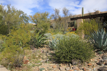 Desert Museum Wish List