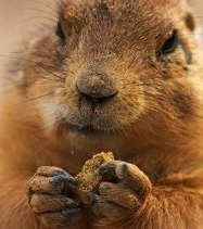 Desert Museum Wish List