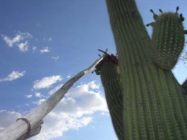 Saguaro Harvest