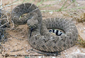 Photo of Rattlesnake
