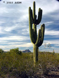 Photo of saguaro cactus
