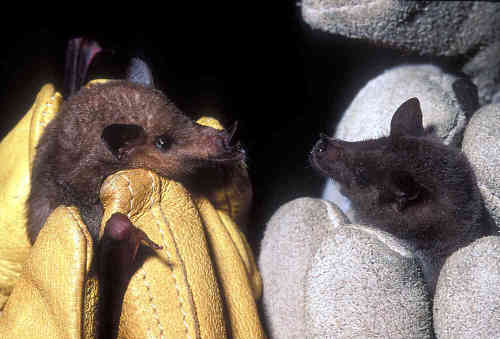 Bats_nectar01_500.jpg