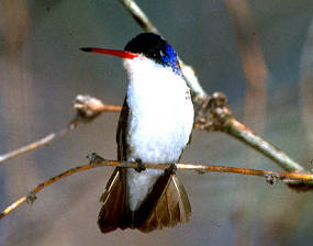 Violet Crowned Hummingbird