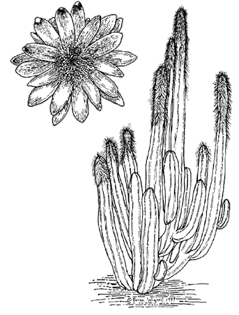 Cactaceae (cactus family)