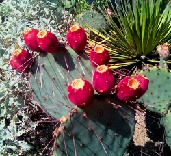 Prickly pear fruit on the cactus