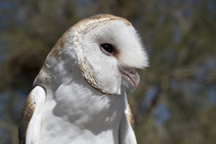 Barn Owl at the Arizona-Sonora Desert Museum