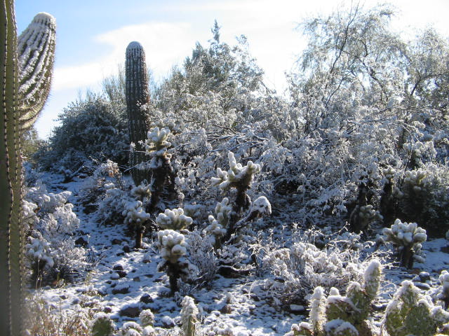 Snow on cacti