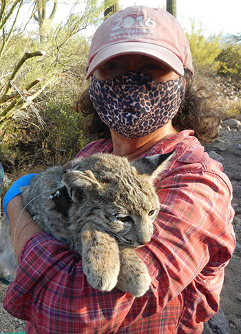 Cheryl Mollohan wearing a face mask and holding a young bobcat in her arms