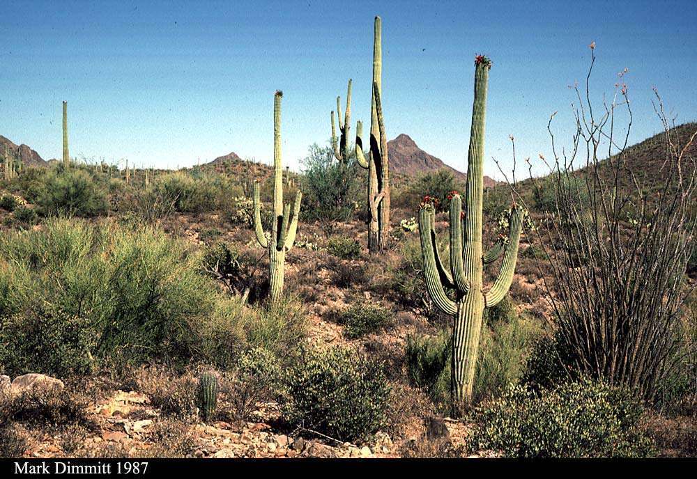 Geography The Subtropical Desert Biome