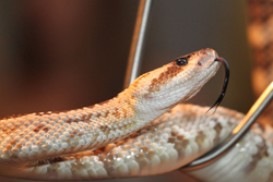 Rattlesnake on the table for Live and (sort of) on the Loose