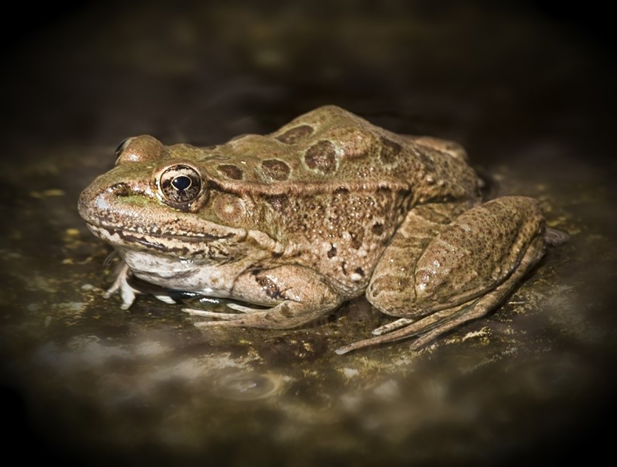 Photo of Chiricahua Leopard Frog