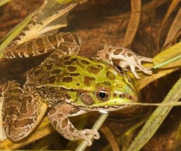 Photo of Chiricahua Leopard Frog