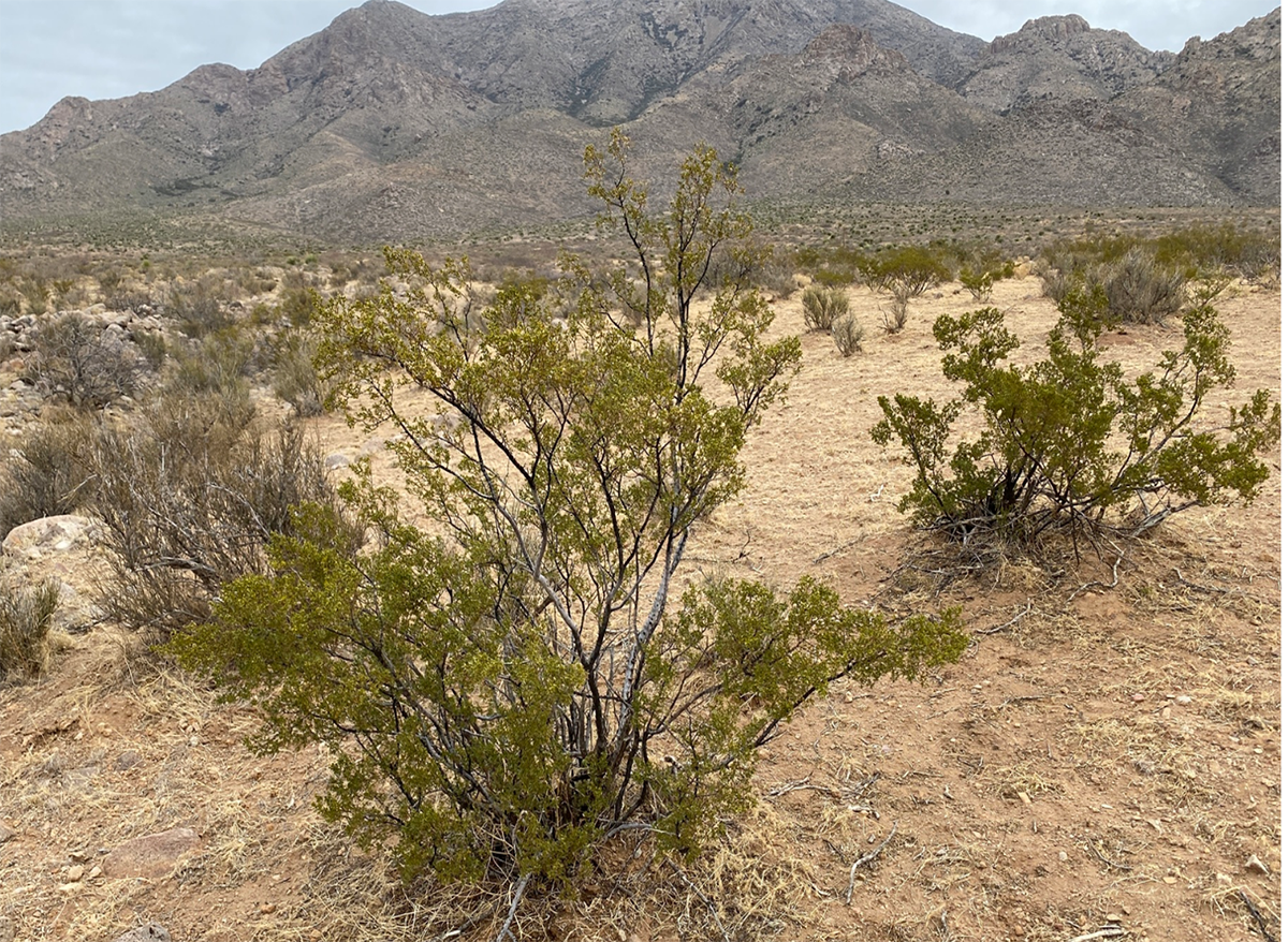 Photo of Creosote Bush