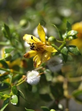 Photo of Creosote Bush