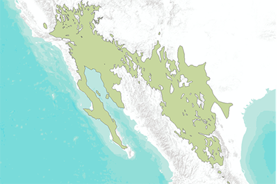 Range Map for Creosote Bush