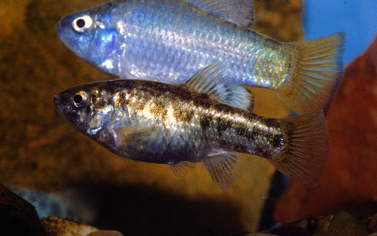 Photo of Desert and Sonoyta Pupfish