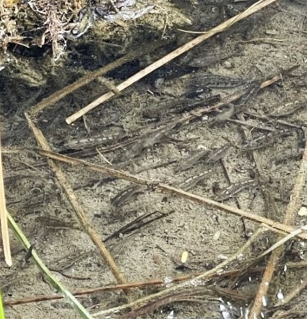 Photo of Desert and Sonoyta Pupfish