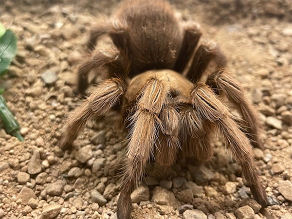 Photo of Desert Blonde Tarantula