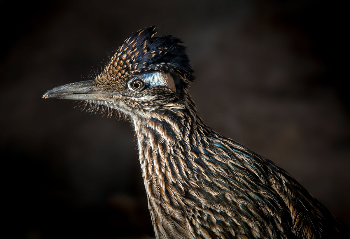 Photo of Greater Roadrunner