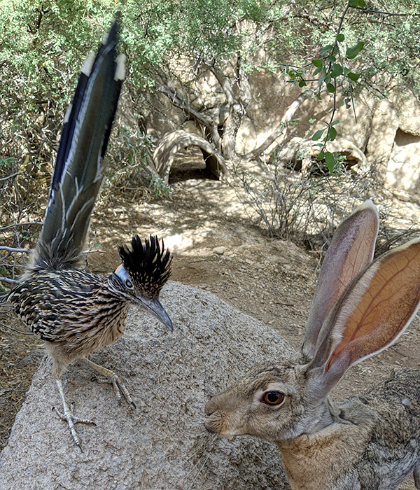 Photo of Greater Roadrunner