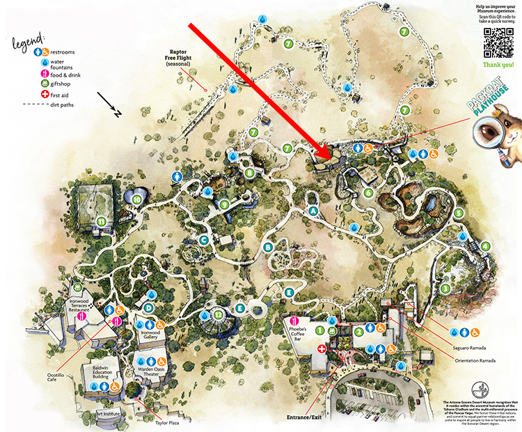 Museum map showing location of Greater Roadrunner