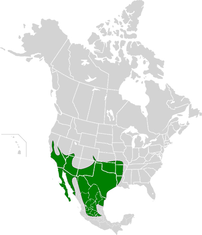 Range Map for Greater Roadrunner