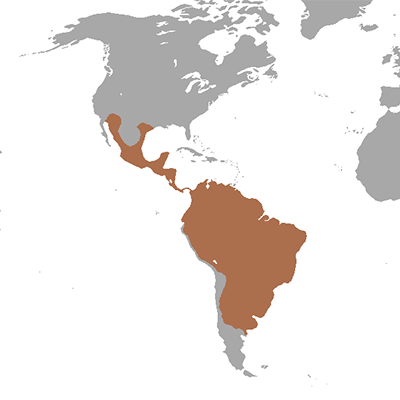 Range Map for Javelina