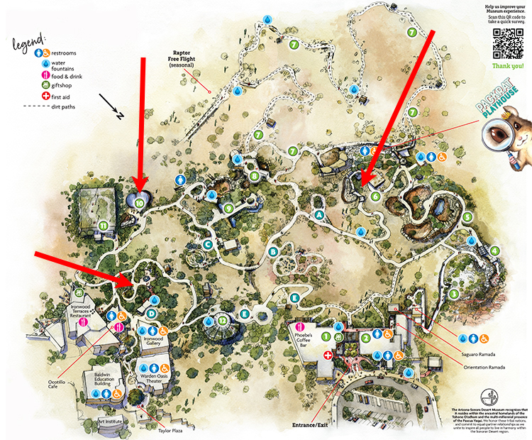 Museum map showing location of Pepsis Wasp