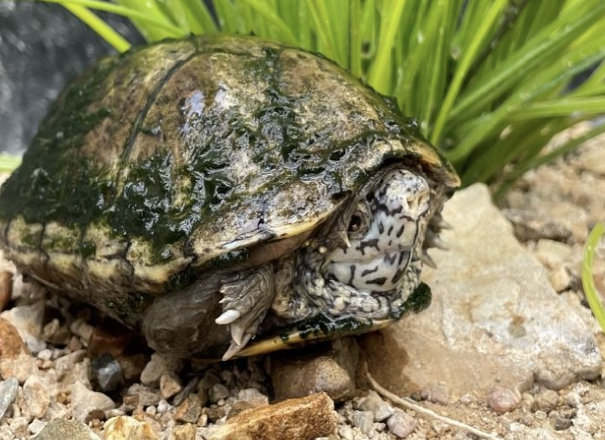 Photo of Sonoyta Mud Turtle