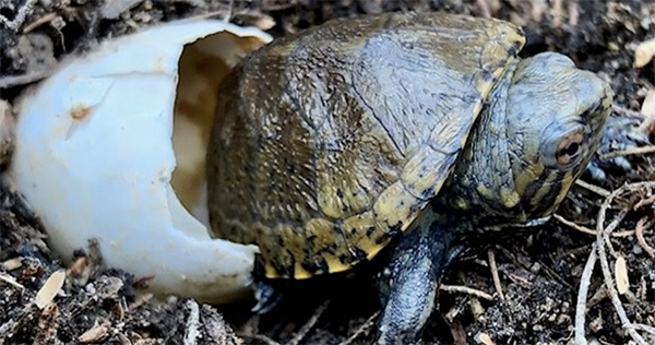 Photo of Sonoyta Mud Turtle