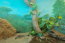 Amphibian Room - Originally Painted by Robert 'Bob' Sewell