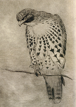 Sheridan Oman - Red-tailed Hawk 3